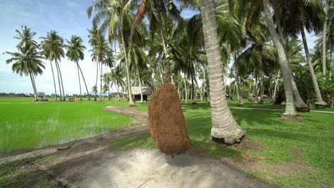 Bird-nest-swing-hanging-at-coconut-tree.